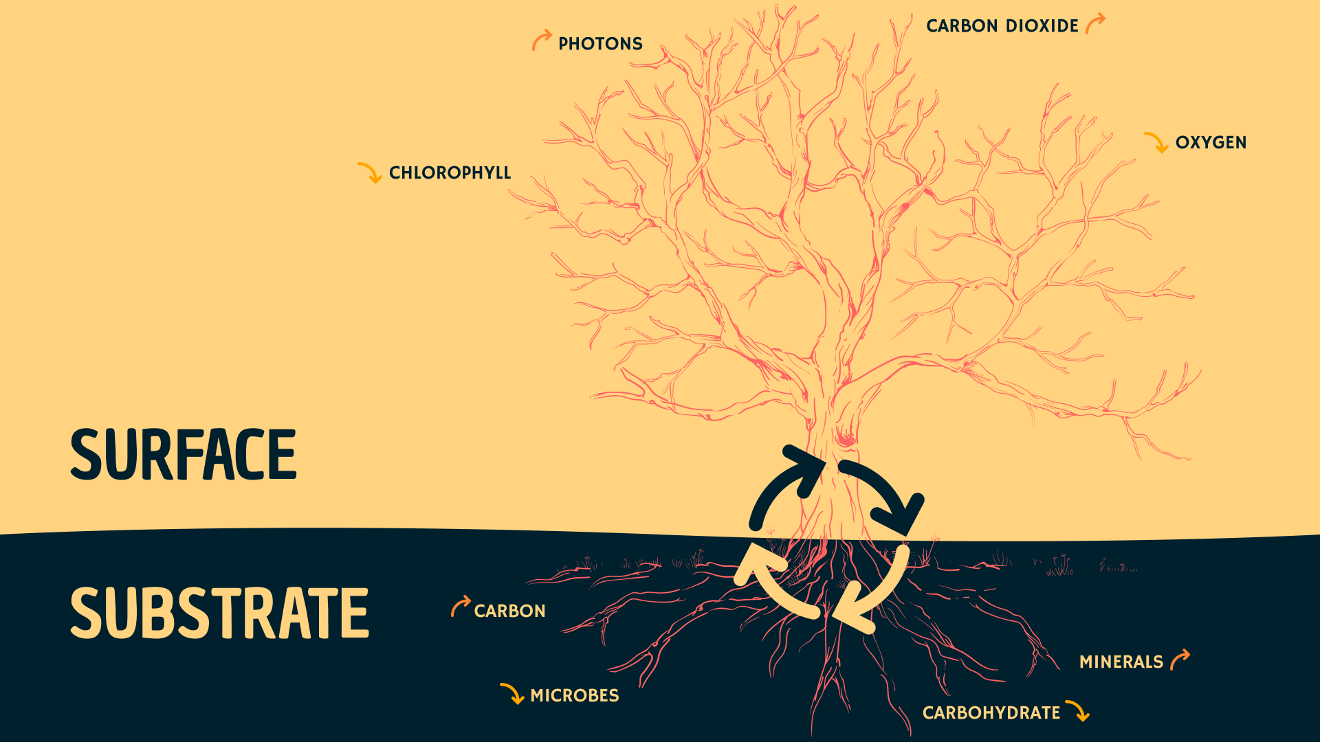 Leaves absorbing sun energy and converting that to value to exchange via the roots for minerals.